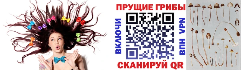 Псилоцибиновые грибы Psilocybine cubensis  Ряжск 
